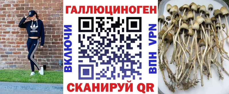 Купить  Апатиты  Псилоцибиновые грибы Cubensis 